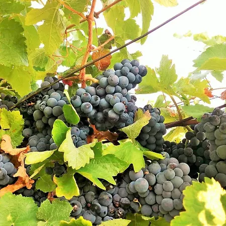 Casa Da Gardunha Holiday home